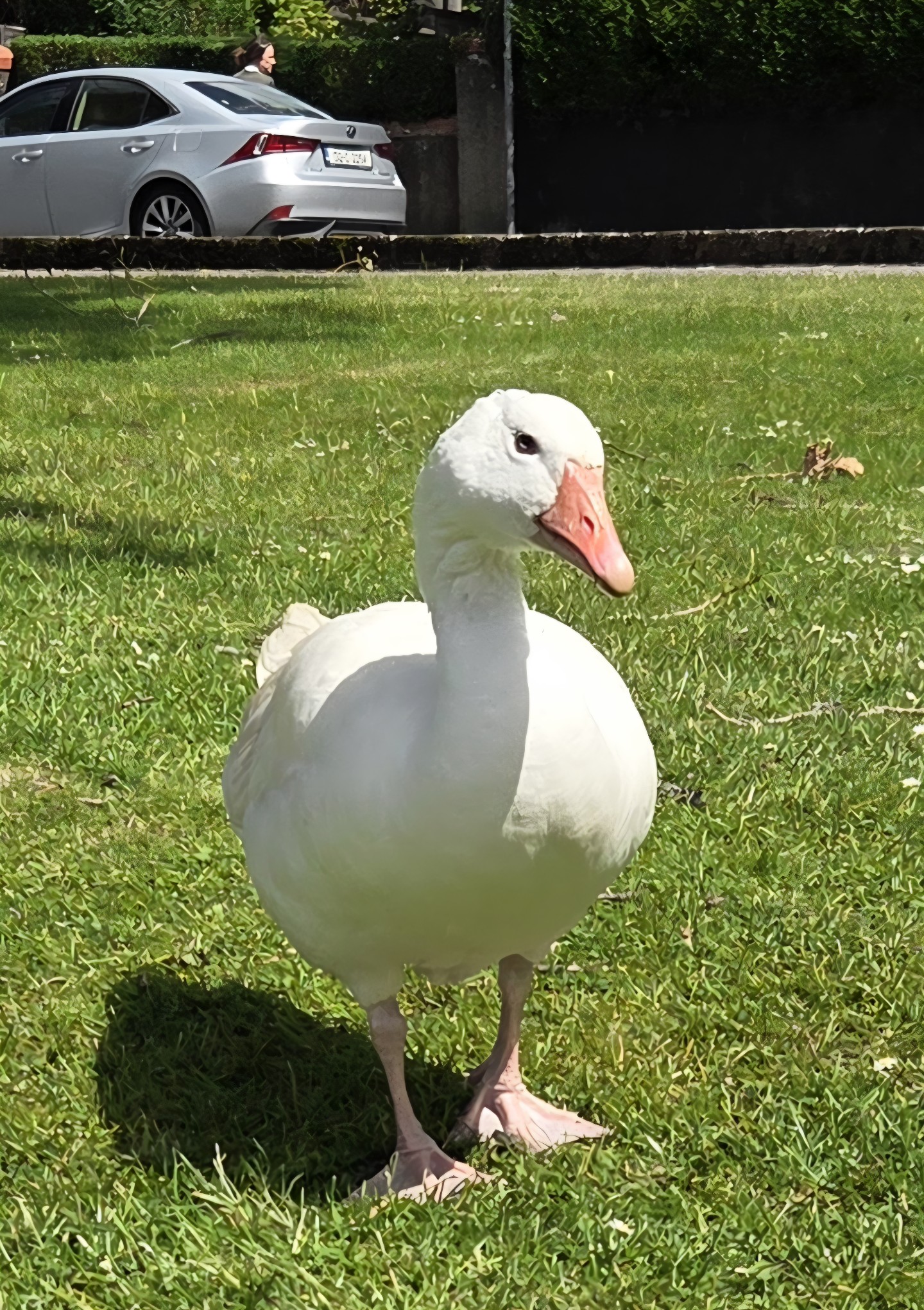 A Goose in Ireland