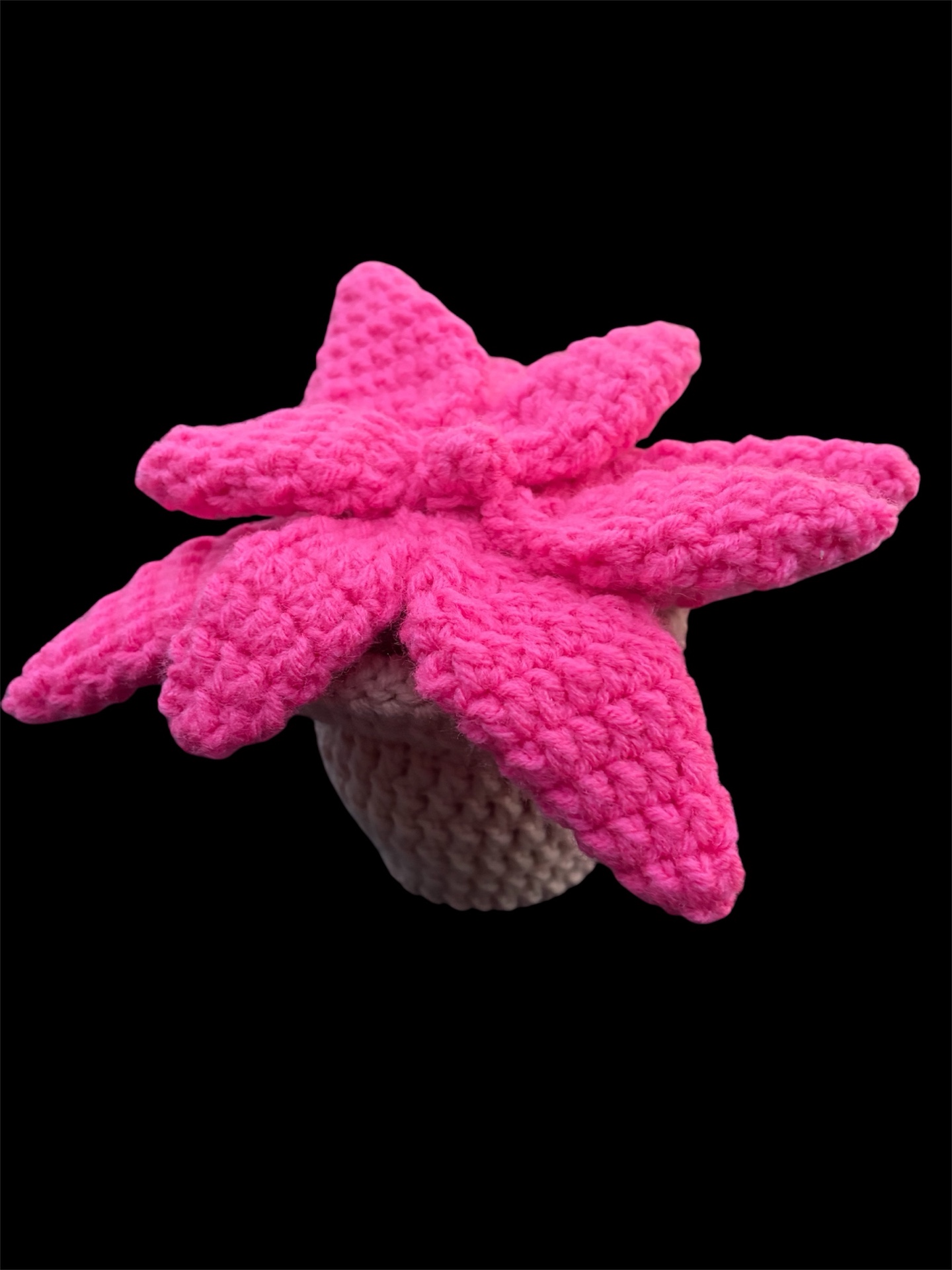 Pink succulent 🪴