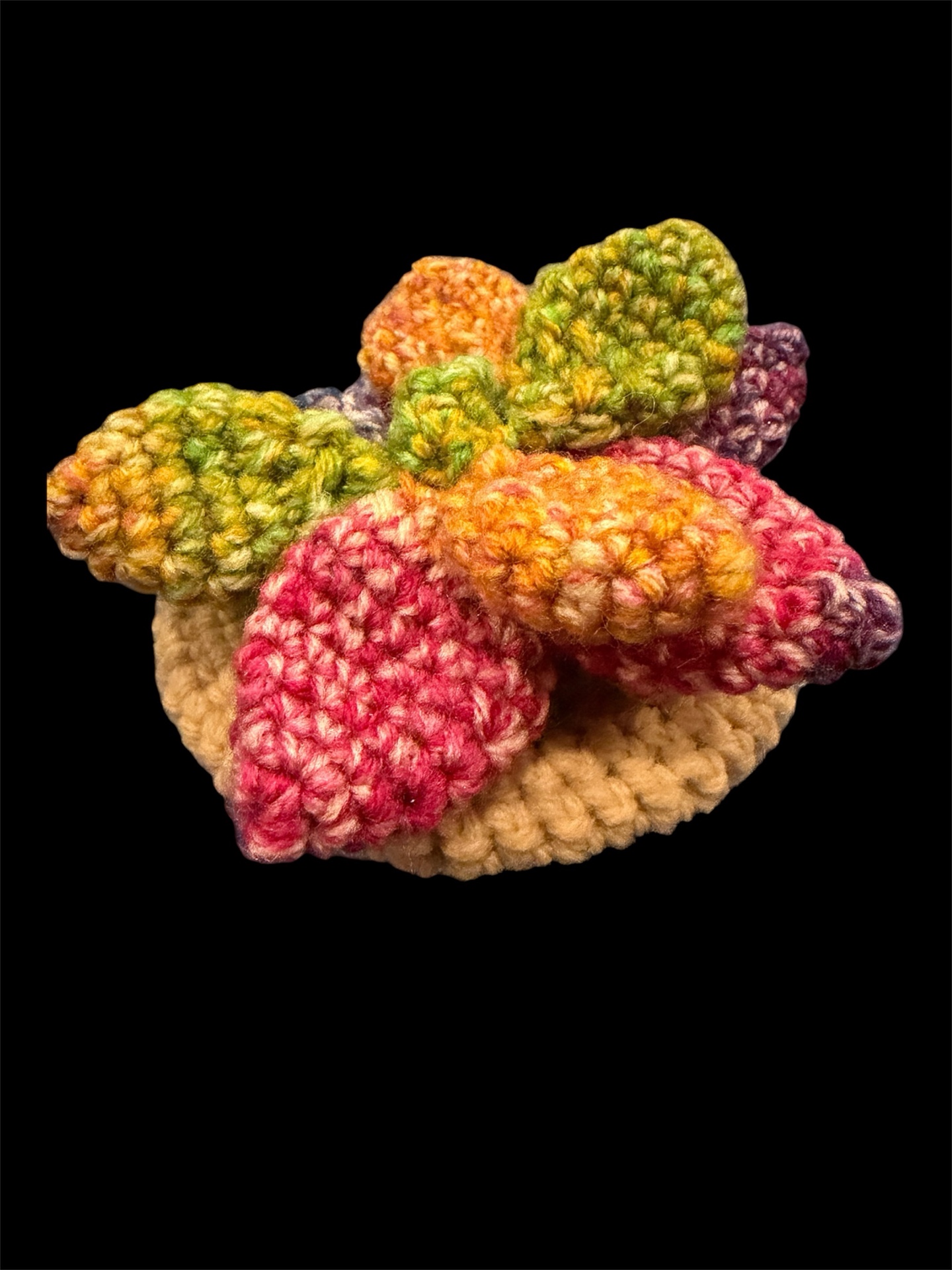 Colorful succulent plant 🪴