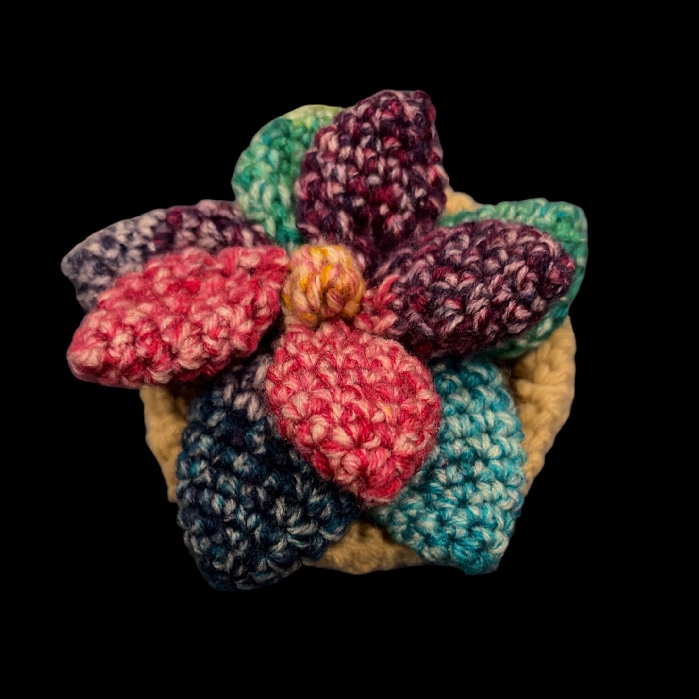Colorful succulent plant 🪴