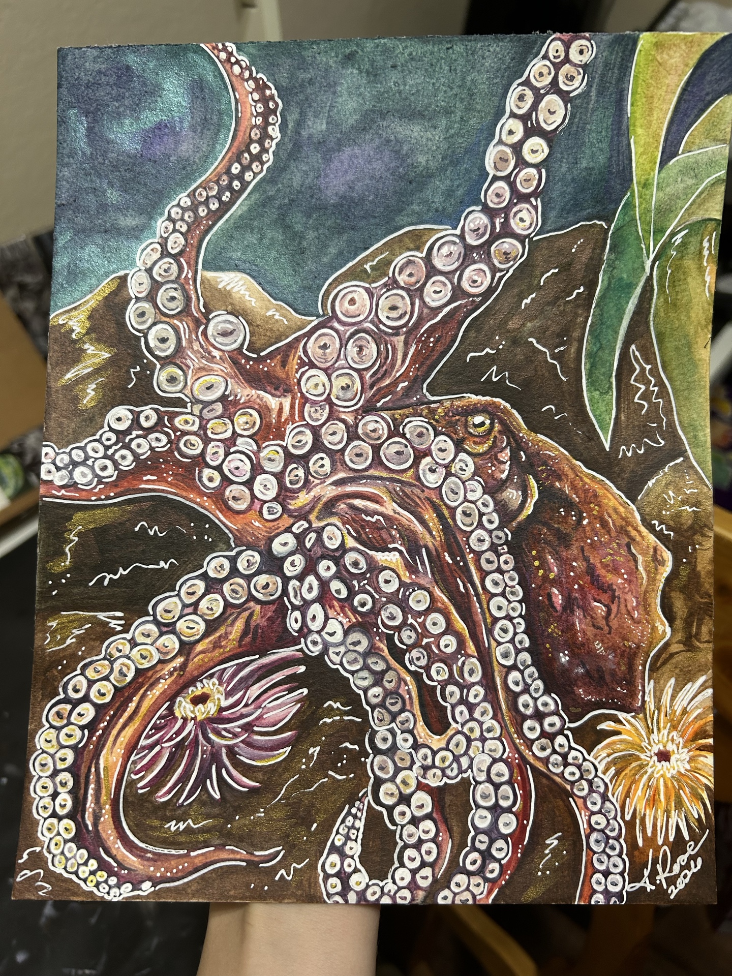 Octopus